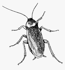 cockroach top view cockroach clipart black and white hd png download transparent png image pngitem cockroach clipart black and white