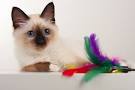 Balinese Kittens For Sale by Reputable Breeders | Pets4You