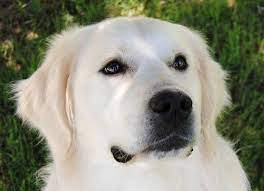 We do not breed full american. European Type Light Golden Retrievers Syrah Goldens Golden Retriever Retriever White Golden Retriever Puppy