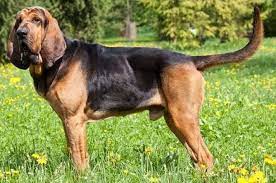 Le chien de saint hubert est l'un des chiens qui a le meilleur odorat. Saint Hubert Ou Bloodhound Race De Chien Et Chiot