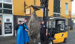 Niet alledaagse heilbot in Oudeschild