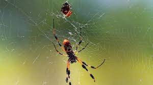 Despite having such a funny name, banana spider is a dangerous insect that has very poisonous venom. Here S Why So Many Banana Spiders Are Crawling Around Florida Right Now South Florida Sun Sentinel South Florida Sun Sentinel