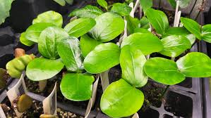 Image result for Picralima nitida