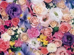 صور الورد صور ورد وزهور جميله محجبات