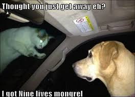 Image result for Animal Meme
