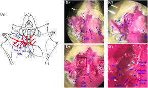 Free download abdomen,spleen,liver anatomy and physiology diagrams. Mouse Dissection And Exposure Of Mouse Cochlea A Diagram Of Mouse Download Scientific Diagram