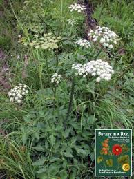 Image result for Aphloiaceae