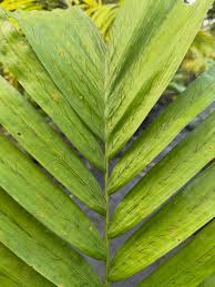 Image result for Aiphanes