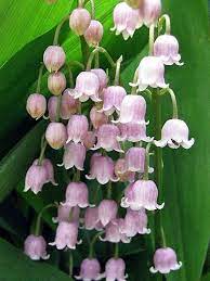 Pin On Flowers