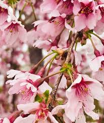 The weeping willow, which is most popular, thrives. Cherry Blossom Weeping Willow Photograph By Michael Krek