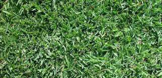Zoysia grass is usually how to cut zoysia grass. Types Of Lawn Grass Identification Guide To Sod Types Pictures