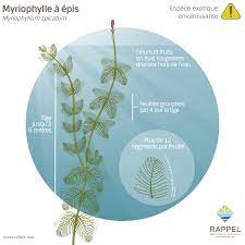 We did not find results for: Article 5 Plantes Aquatiques A Reconnaitre Rappel