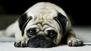 We did not find results for: Dogs Wallpapers Top Free Dogs Backgrounds Wallpaperaccess