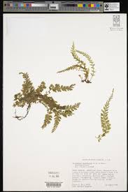 Image result for Vandenboschia