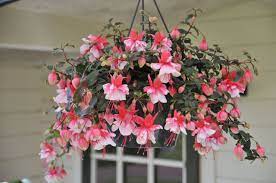 El Camino Fuchsia Hangingbasket Flowers Allsummer Garden Plants Hanging Flower Baskets Purslane Flowers Portulaca Flowers