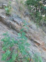 Image result for Aeschynomene megalophylla