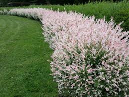 However, you can also shape the plant near the end of summer, as well as. Salix Flamingo