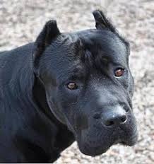 Shipped worldwide with 10 year health guarantee. 140 Alano Dogo Canario Perro De Presa Ideen Hunde Molosser Tiere