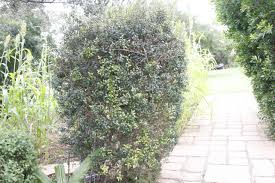 Image result for Myrsine africana