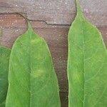 Image result for Pseudospondias