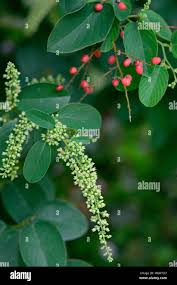 Image result for Berchemia