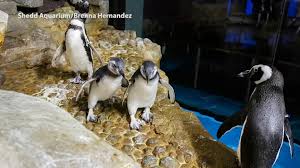 Yet during the mating season, the male together with the female leave the penguin society for some matriarchy dominates in penguin society and females choose males for mating. Chicago Shedd Aquarium Launches Virtual Penguin Encounter To Learn More About The Flightless Bird Abc7 Chicago