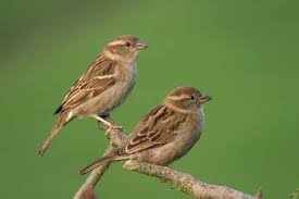 become a house sparrow expert discover wildlife