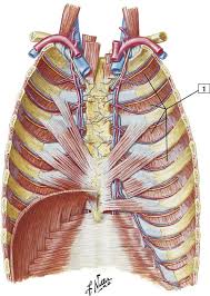 Rib cage pain may be sharp, dull, or achy and felt at or below the chest or above the navel on either side. Thorax Cards 3 1 To 3 26 Basicmedical Key