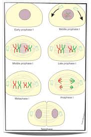 Meiosis has a narrow but significant purpose: Ib Biology Notes 10 1 Meiosis