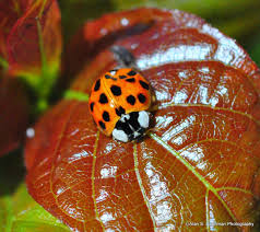 Carabidae.org visit the index to find a list that is pure gold. Ladybug Ladybug Lady Beetle Insects