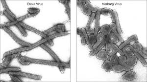 Ebola virus has caused the majority of human deaths from evd, and was the cause of the. Marburg Ebola Png Medaxs