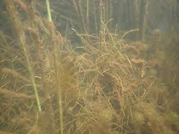 Image result for Schoenoplectiella juncea