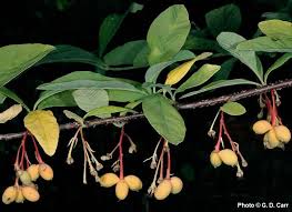 Image result for Ormocarpum schliebenii