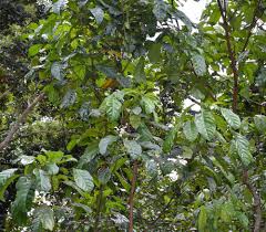 Image result for Cola clavata