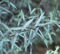 Image result for Salix