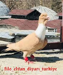 Raed M Alazzeh Adli Kullanicinin Syrian Pigeons Panosundaki Pin Surungenler