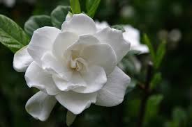 Check spelling or type a new query. Gardenia Pianta Molto Esigente Dai Profumati Fiori Bianchi