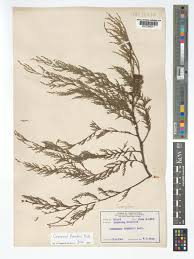 Image result for Cupressus funebris