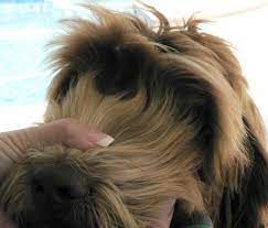 Maybe you would like to learn more about one of these? Royal Pet Grooming Brooklyn The Y Guide