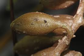 Image result for Hymenodictyon