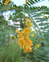 Image result for Sesbania bispinosa