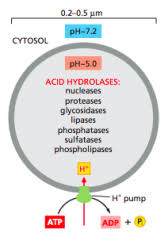 The invading viruses and bacterias are destroyed by the lysosomes. Lecture 9 Flashcards Cram Com