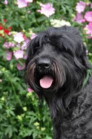 Get To Know The Black Russian Terrier The Red Star S Creation
