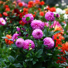Maybe you would like to learn more about one of these? South Florida Perennial Flowers To Plant The Home Depot