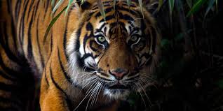 Wisata ternak kandang macan : Berhadapan Dengan Harimau Sinaga Tidak Ada Takut Saya Bentak 3 Kali Halaman All Kompas Com