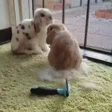 Free Shipping 20 Rabbit Brushes Rabbits Best Xmas Present For Dogs Those Who Wish To Present Something That Wil Pet Rabbit Care Cute Animals Pet Bunny