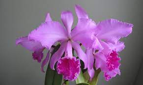 Pin On Cattleya