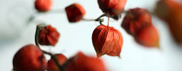 Best ashwagandha brand in pakistan. Safety Guide To Ashwagandha And Its Benefits Mind Nutrition Mind Nutrition Uk