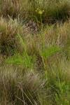 Image result for Afrosciadium rhodesicum