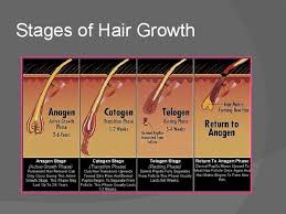 Anagen (growth) the first phase of the cycle is called anagen or growth. Stages Of Hair Growth Hair As A Chemical